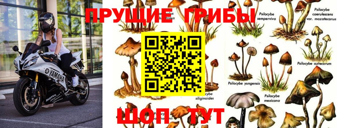 Псилоцибиновые грибы Magic Shrooms Клинцы